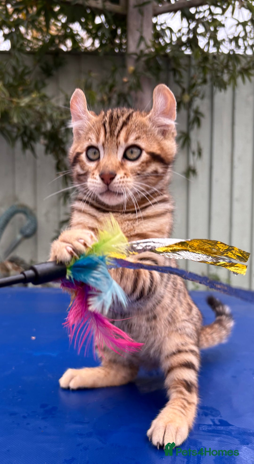 Keetso cats for sale: Rare curled eared rosetted keetso male  - Advert 8