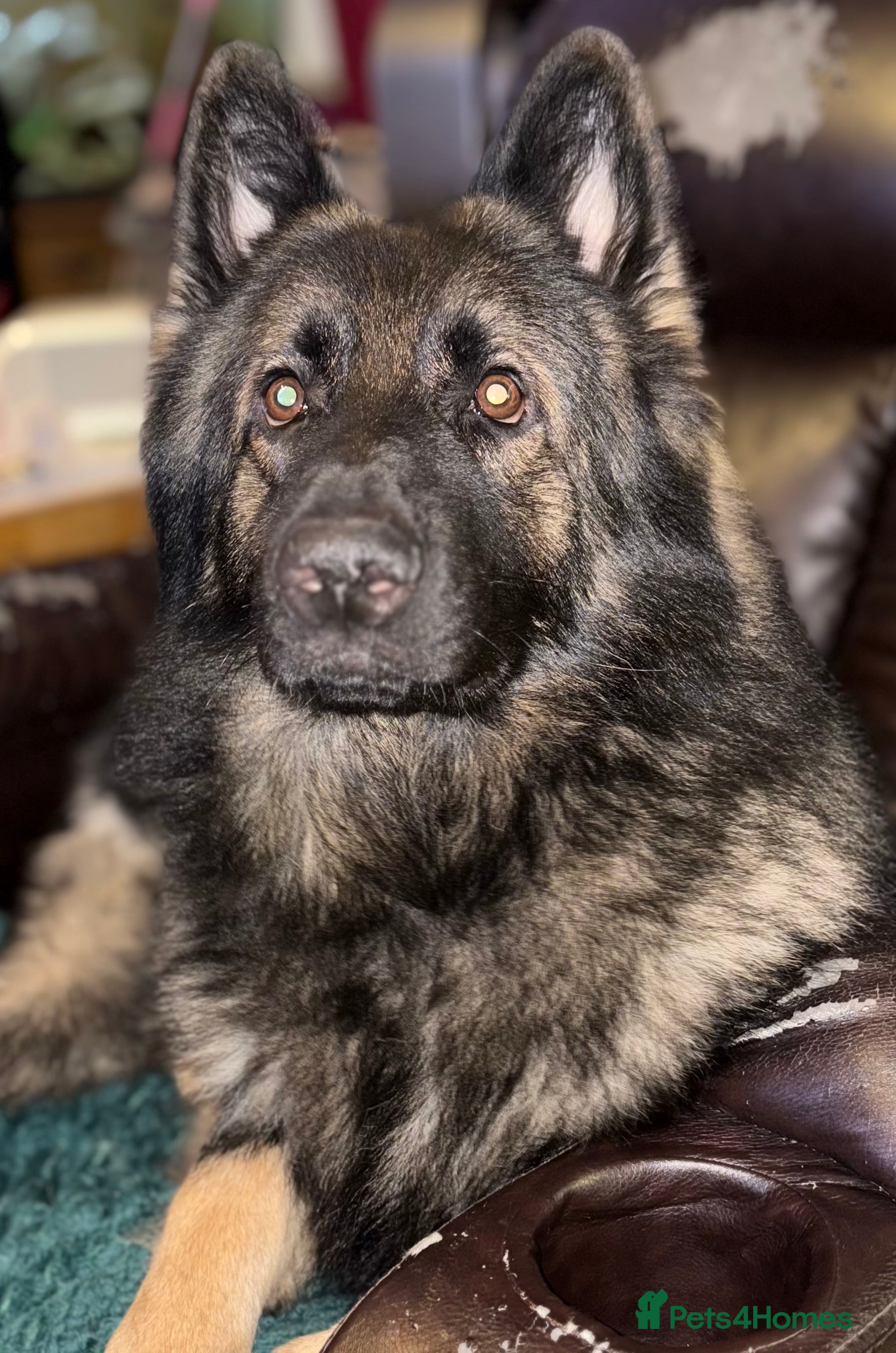 German Shepherd dogs PROVEN German shepherd for stud  in Bexhill-on-Sea - Advert 23