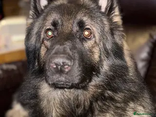 German Shepherd dogs PROVEN German shepherd for stud in Bexhill-on-Sea - Advert 18