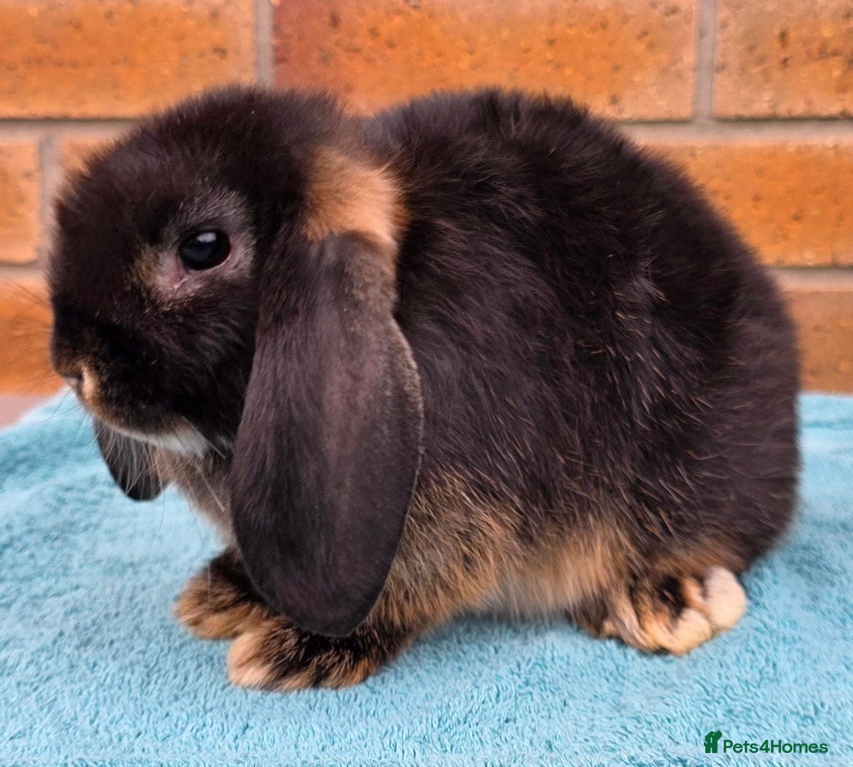 Mini Lop rabbits Mini Lop Babies born 17.06.26 - Advert 2