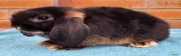 Mini Lop rabbits for sale: Mini Lop Babies - Advert 10