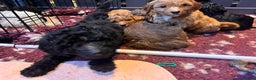 Australian Labradoodle dogs for sale: Healthy tested true Australian Labradoodle pups - Advert 3