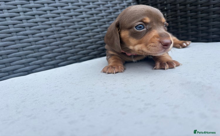 Miniature Dachshund dogs - Advert 3