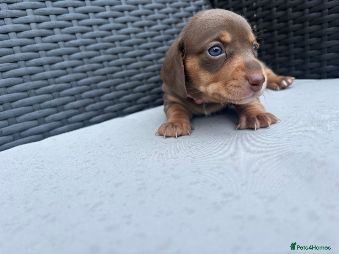 Miniature Dachshund dogs for sale: 🐾 Miniature Dachshunds – 3 Chocolate&Tan Girls🐾 - Image 5