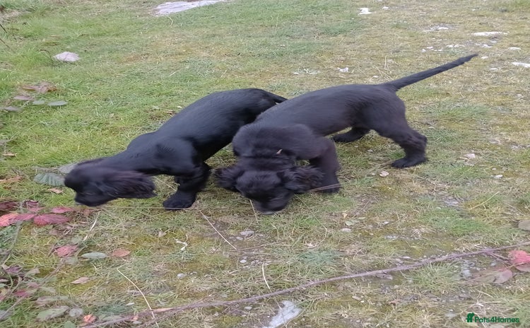 Sprocker dogs - Advert 2