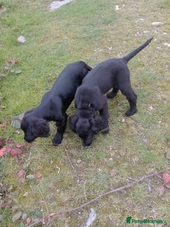 Sprocker dogs - Advert 12