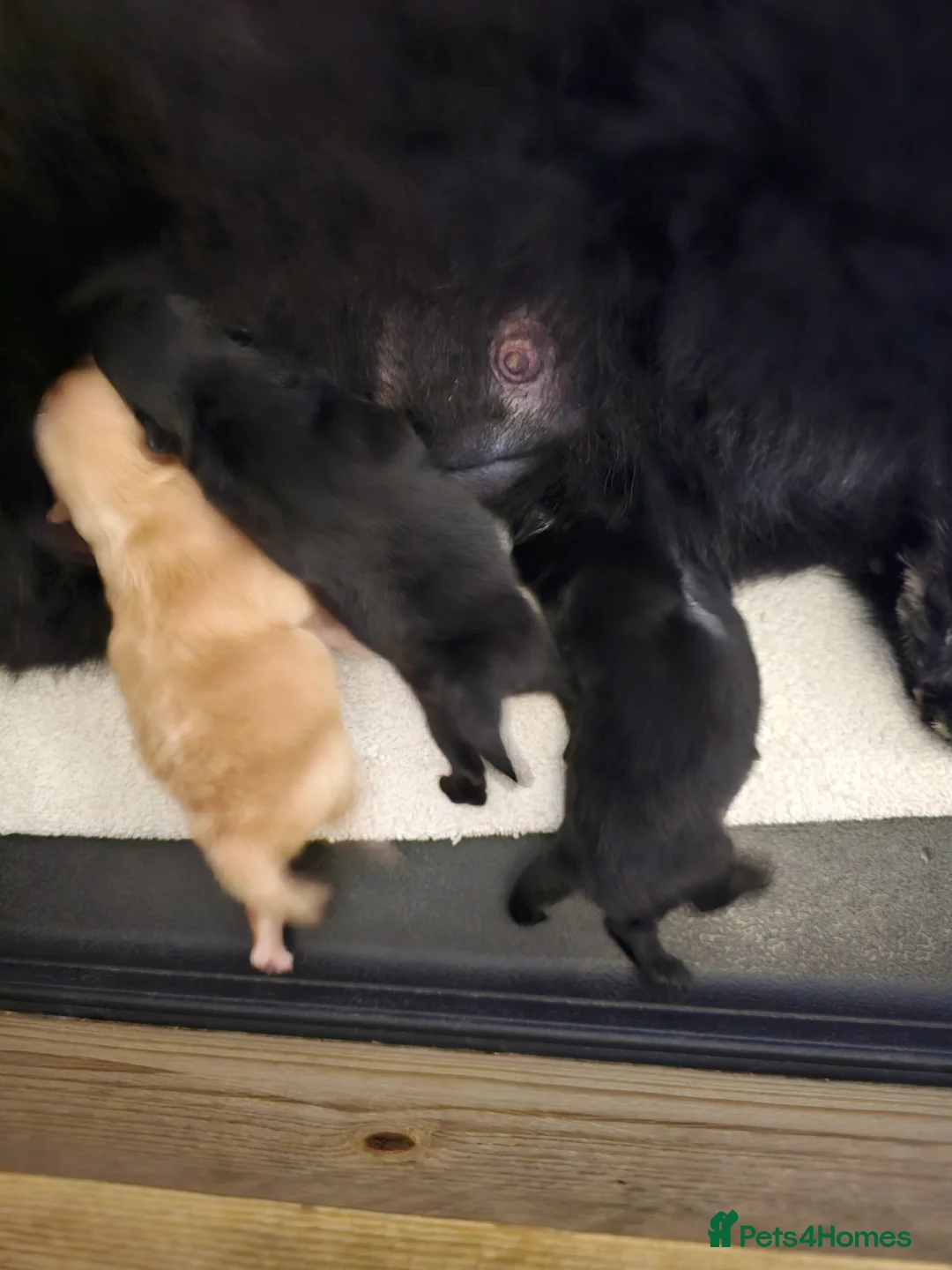 Pomeranian dogs for sale: 3 KC HANDSOME POMERANIAN BOYS - Advert 5