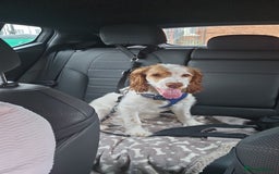 Cockapoo dogs for sale: High energy Cockapoo - Image 1