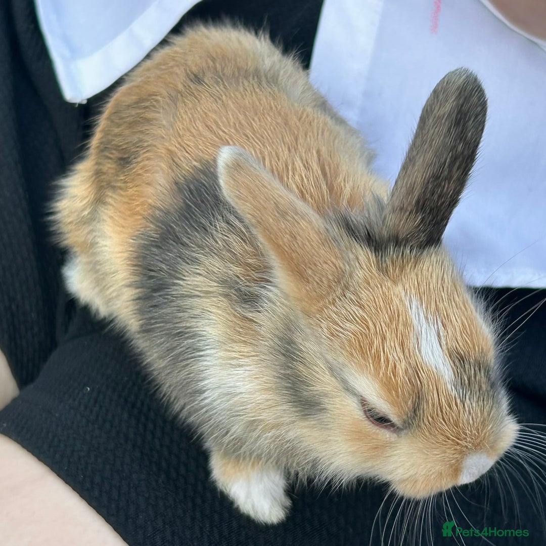 Netherland Dwarf rabbits for sale: Netherland dwarf Dutch  in Hemel Hempstead - Image 3