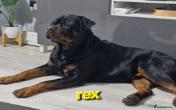Rottweiler dogs for sale: (KC) REX & DELLAS FINAL LITTER OF QUALITY PUPS - Image 2