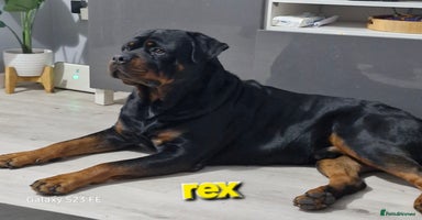 Rottweiler dogs - Advert 15