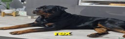 Rottweiler dogs for sale: (KC) REX & DELLAS FINAL LITTER OF QUALITY PUPS - Advert 2