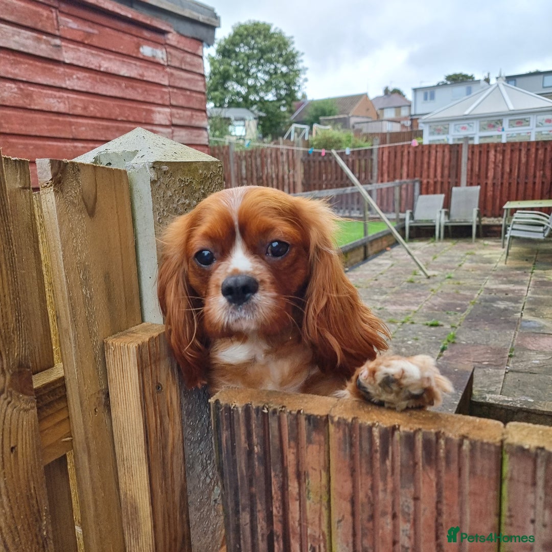 Cavapoo dogs for sale: Cavapoo Puppies Boys - Image 4