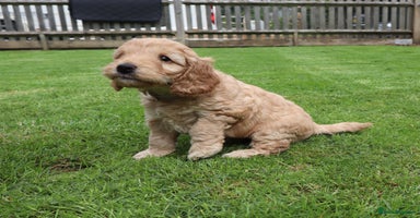 Cockapoo dogs - Advert 14