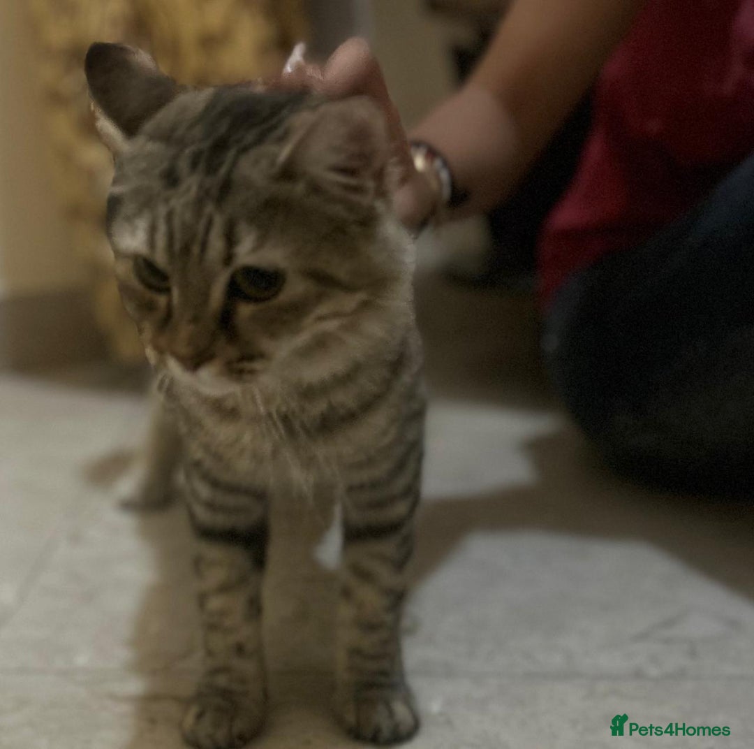 Mixed Breed cats for adoption: PERSE - ADORABLE BEAUTIFUL SEMI LONG HAIR SPAYED - Image 3
