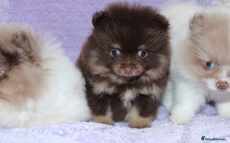 Pomeranian dogs for sale: PARTI MERLE QUALITY KC POMERANIANS - Image 27