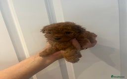 Toy Poodle dogs for sale: Deep red toy poodle puppies available 🧸  - Image 8