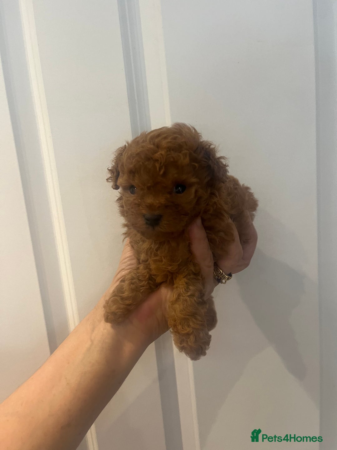 Toy Poodle dogs for sale: Deep red toy poodle puppies available 🧸  - Image 8