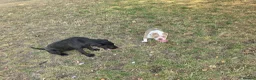 Shar Pei dogs for sale: beautiful 9 month old shar pei - Advert 9