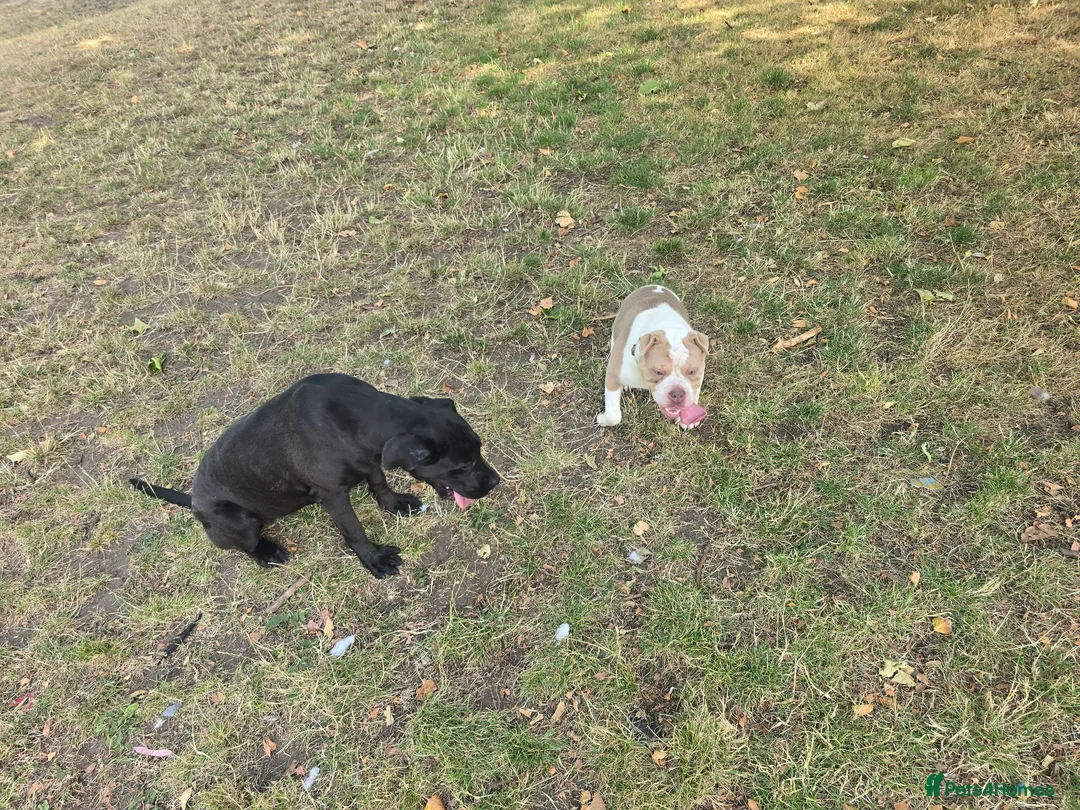 Shar Pei dogs for sale: beautiful 9 month old shar pei - Advert 9