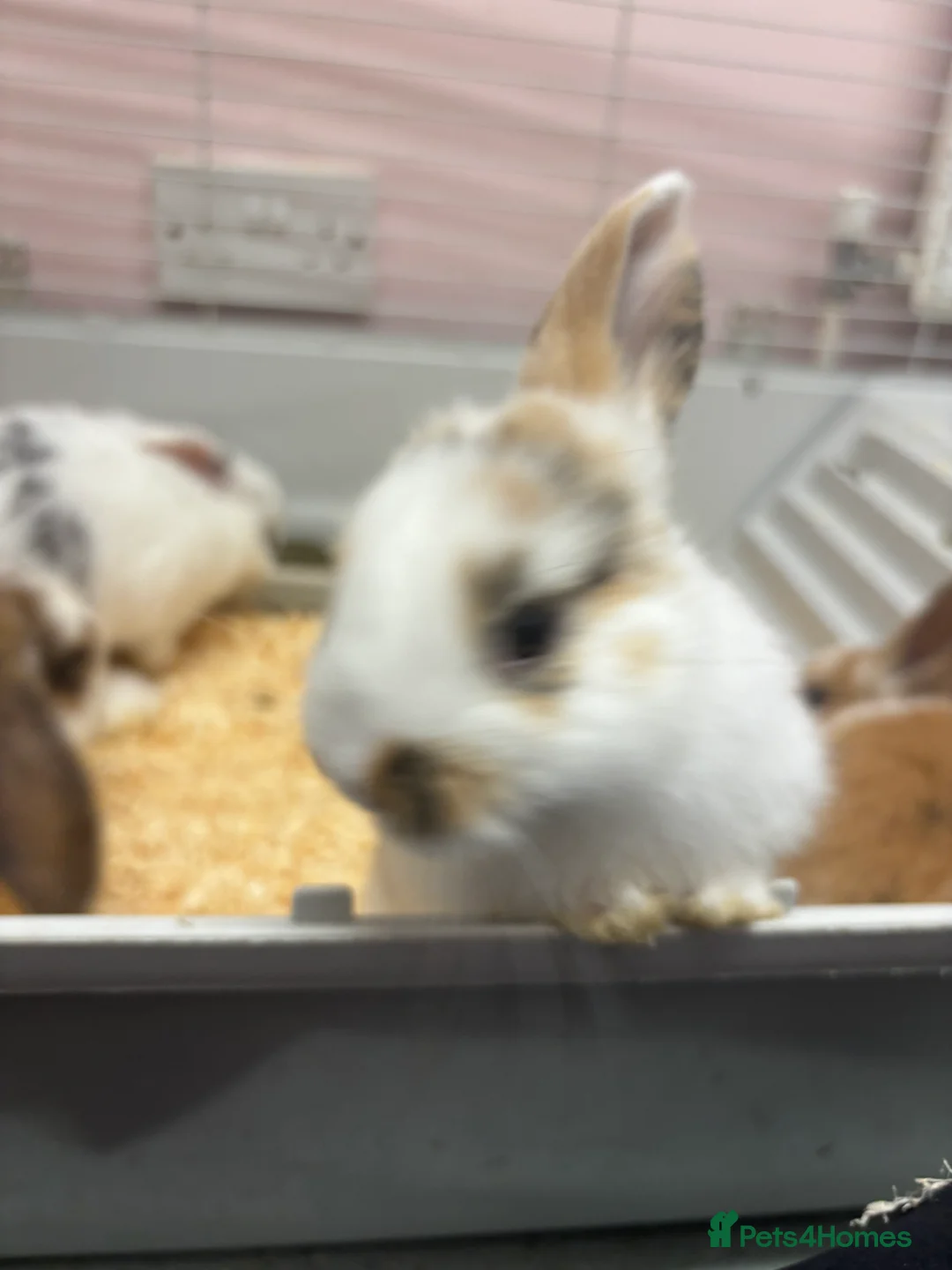 Mini Lop rabbits for sale: Mini lops - Advert 5