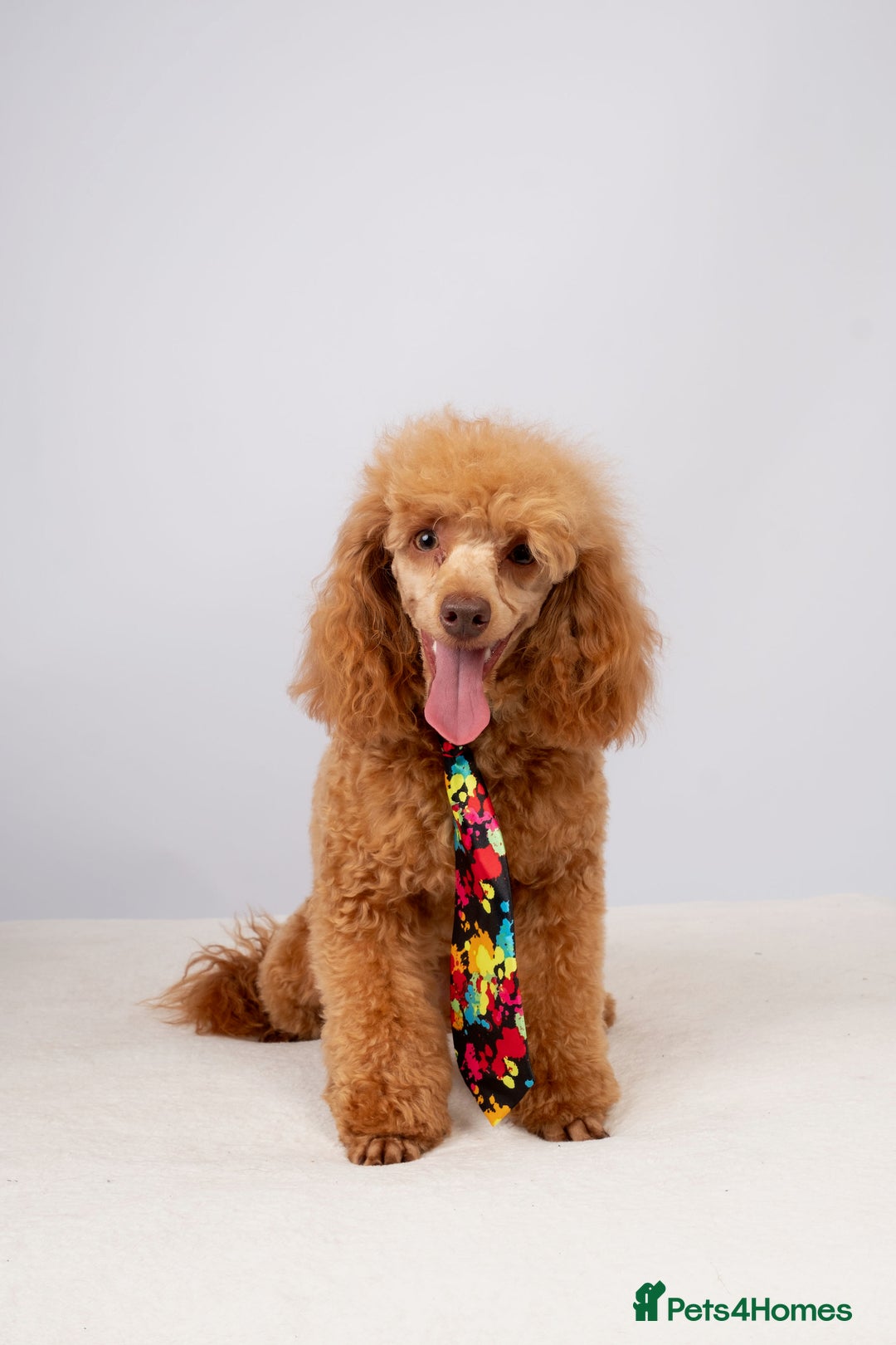 Toy Poodle dogs for stud: KC REG RED EXTENSIVELY HEALTH TESTED POODLE STUD  - Advert 4