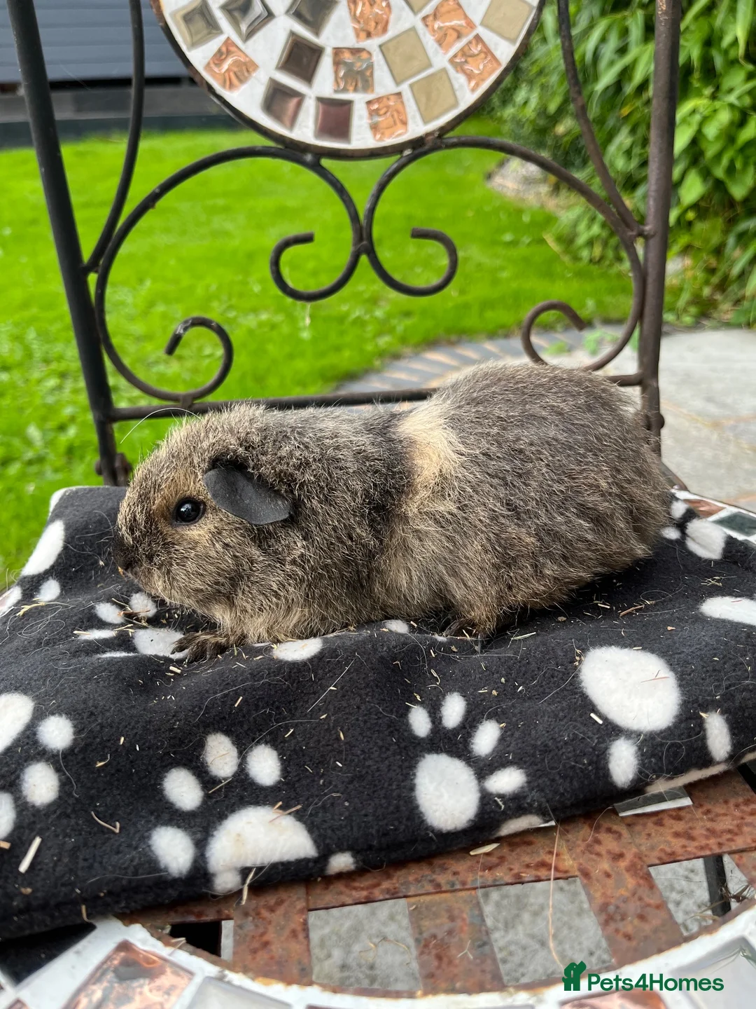 Guinea Pig rodents for sale:  Teddy girl guinea pig ( last one) - Advert 2