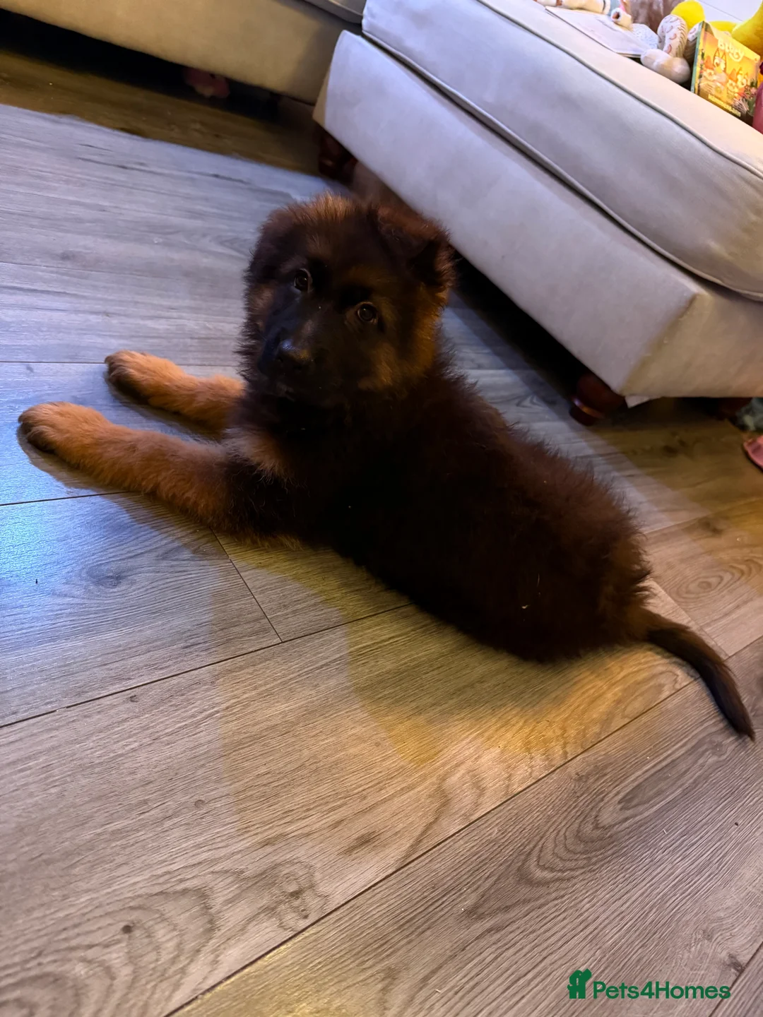 German Shepherd dogs for sale: Kc Registered Long Haired German Shepherd Puppies - Advert 11