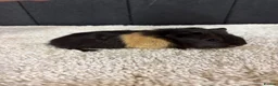 Guinea Pig rodents for sale: Baby Guinea pigs - Advert 10