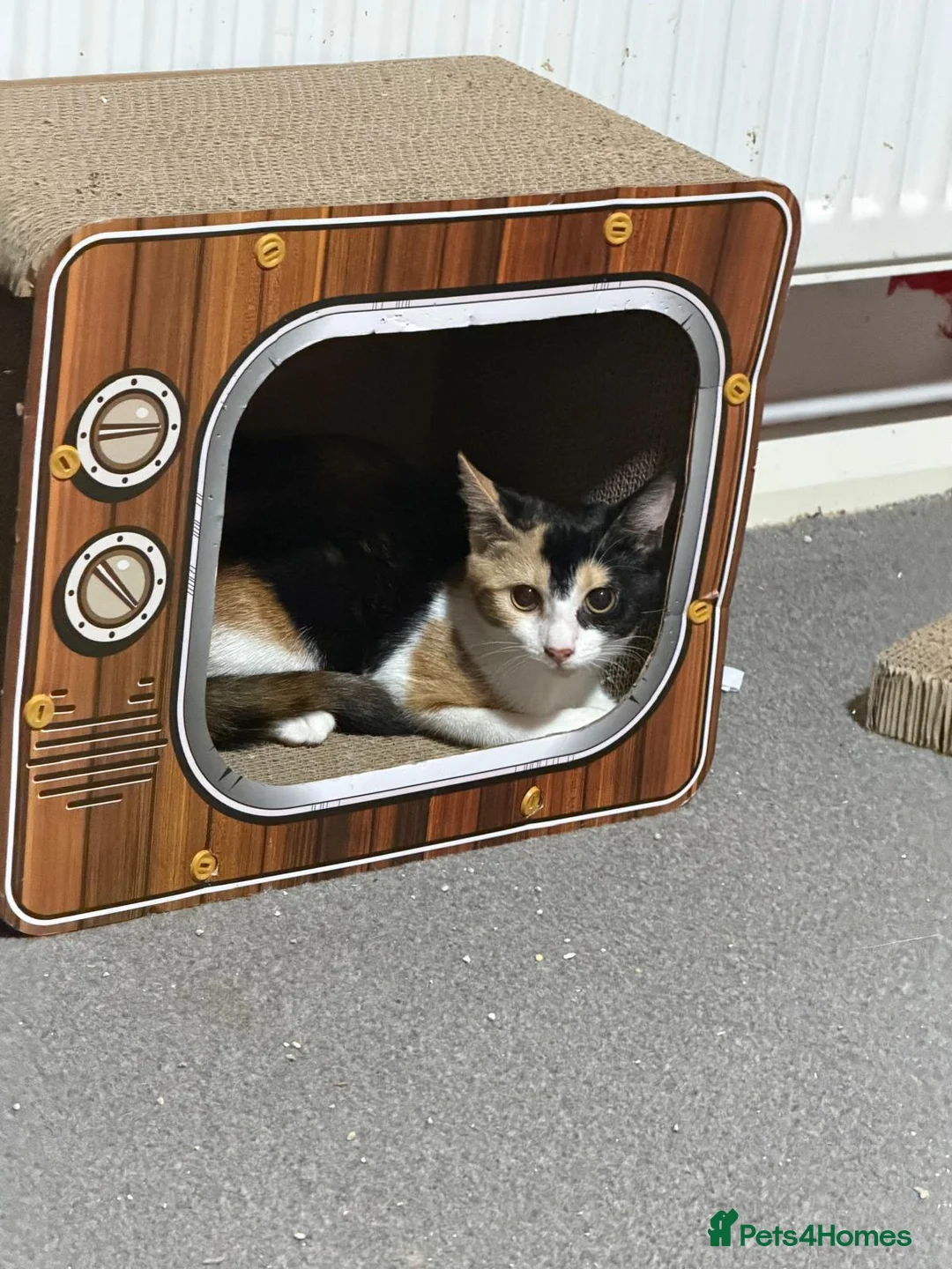 Mixed Breed cats for sale: Tinkerbelle 7 months rehome to good home in Richmond - Advert 2