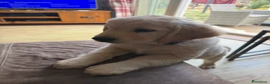 Golden Retrieve 2