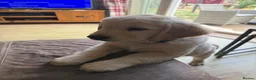 Golden Retriever dogs for sale: Golden retriever puppies - Advert 12