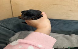 Rottweiler dogs for sale: Rottweiler puppies for 5* homes - Advert 12