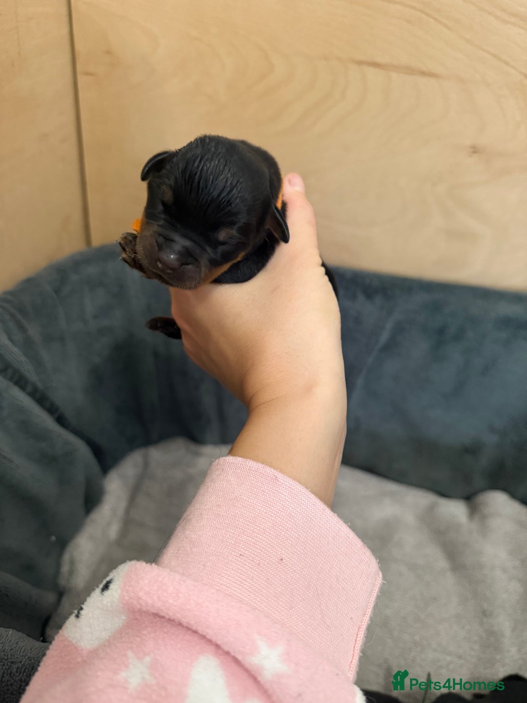 Rottweiler dogs for sale: Rottweiler puppies for 5* homes - Advert 12