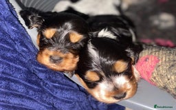 Cocker Spaniel dogs for sale: Show Cocel Spaniel- K.C. Reg. - Image 28