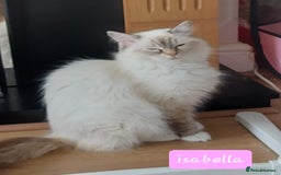 Ragdoll cats for sale: REDUCED Ragdoll kitten ready now - Image 15