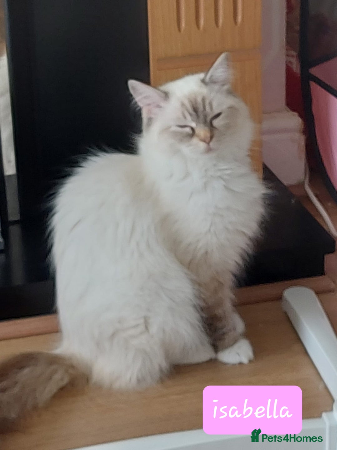 Ragdoll cats for sale: REDUCED Ragdoll kitten ready now - Image 15
