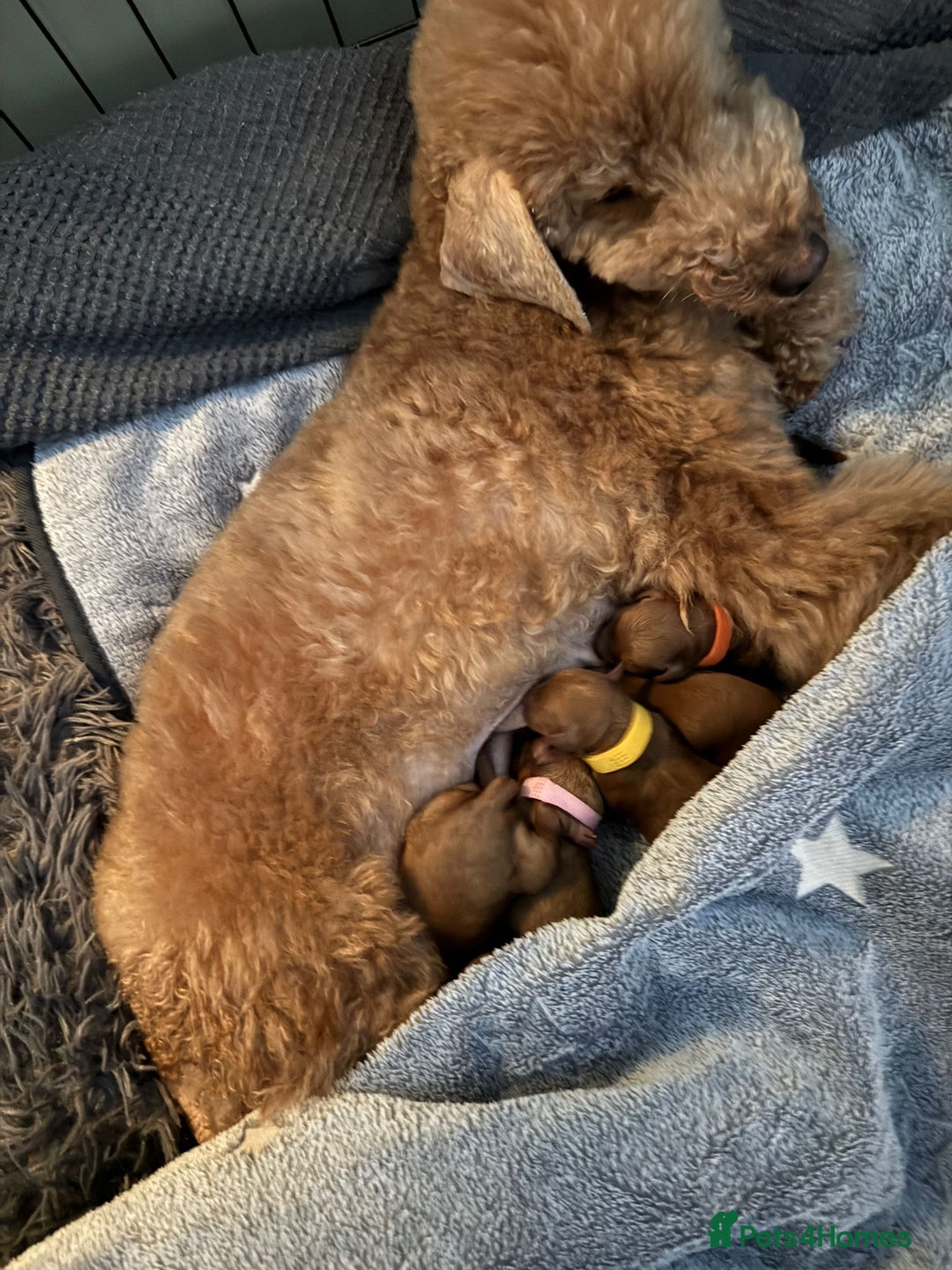 Toy Poodle dogs for sale: ❤️ Exceptional Asian Red Toy Poodle Puppies ❤️ - Advert 5