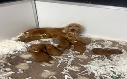 Miniature Poodle dogs for stud: Miniature red poodle stud  in Maidstone - Image 6