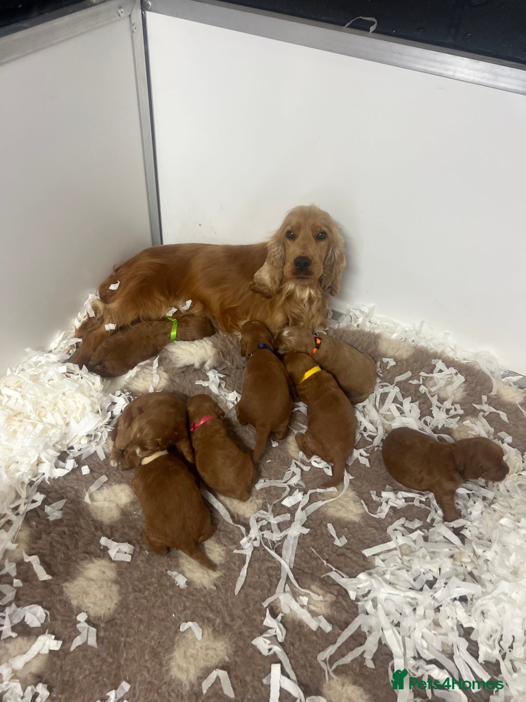Miniature Poodle dogs for stud: Miniature red poodle stud  in Maidstone - Image 6