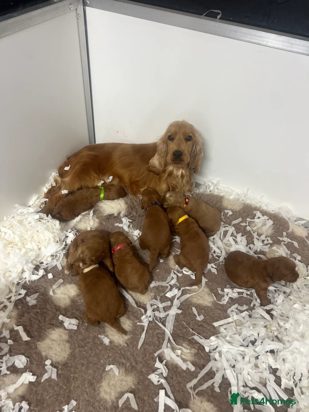 Miniature Poodle dogs for stud: Miniature red poodle stud  in Maidstone - Advert 7