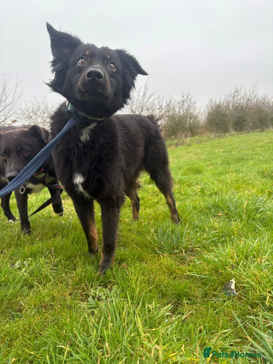 Mixed Breed dogs for adoption: Newton - Norwich Norfolk  - Advert 11