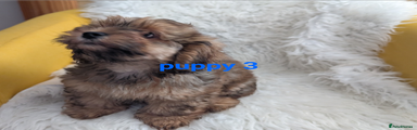 Puppy 3