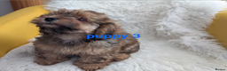 Mixed Breed dogs for sale: Adorable, dachshund/schnauzer/shichon x  in Margate - Advert 34