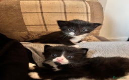 Mixed Breed cats for sale: For sale - Image 10