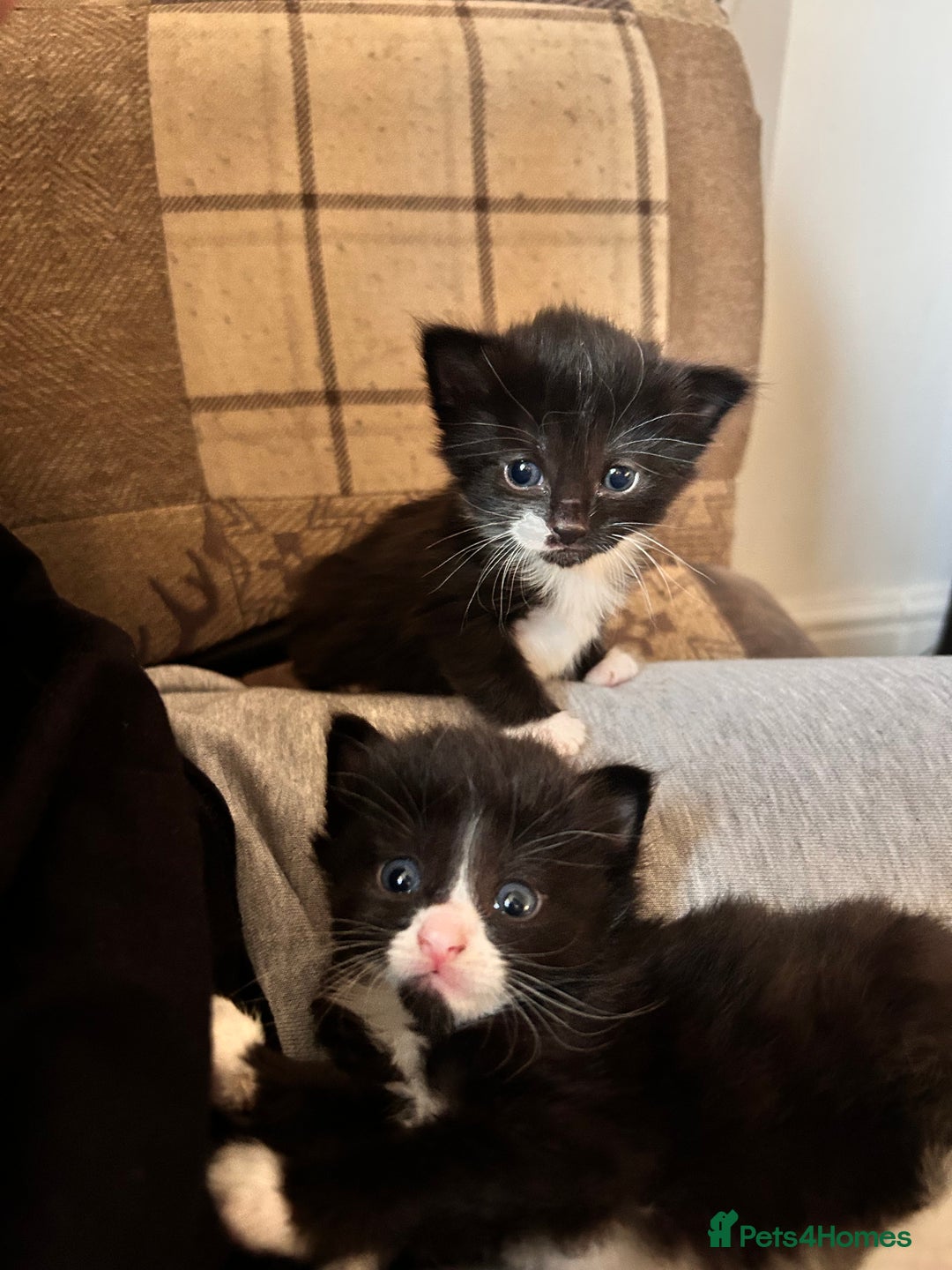 Mixed Breed cats for sale: For sale - Image 10