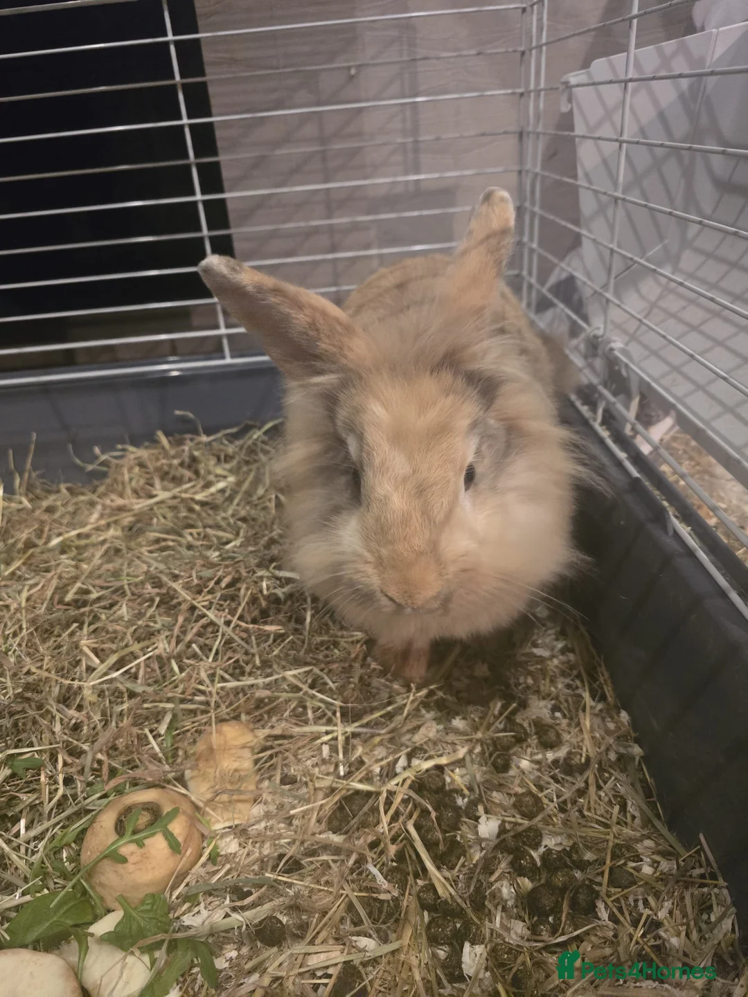 Lionhead rabbits for sale: Lionhead lops  in Poulton-le-Fylde - Advert 2