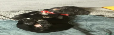 Cocker Spaniel 7