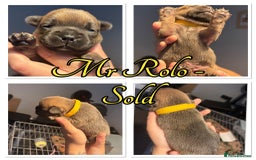French Bulldog dogs for sale: French Bulldog Puppies in Altrincham - Image 5