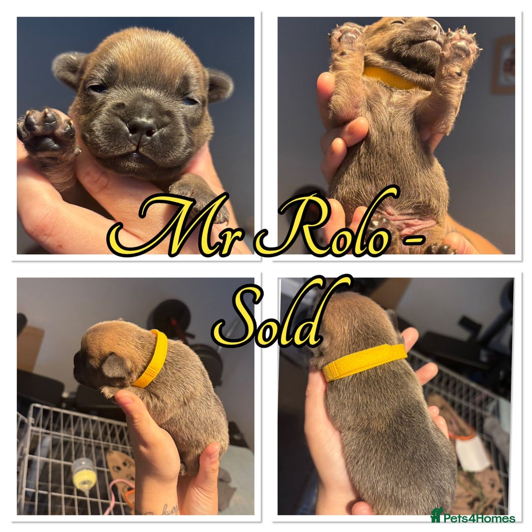 French Bulldog dogs for sale: French Bulldog Puppies in Altrincham - Image 5